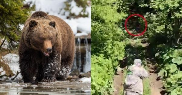 Արջը հարձակվել է մարդկանց վրա, երկուսին uպանել, նրանցից մեկին՝ թաքցրել (տեսանյութ)