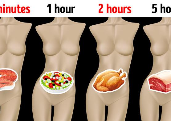 How Long Different Foods Take to Digest and Why It’s Important to Know