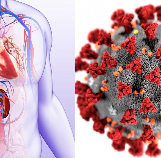 Կորոնավիրուսը բացի թոքերից վնասում է նաև հետևյալ օրգանները