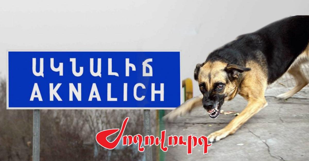 ՏԵՍԱՆՅՈՒԹ․ 3 տարեկան երեխան մահшցել է կատաղած շան կծելուց. մանրամասներ