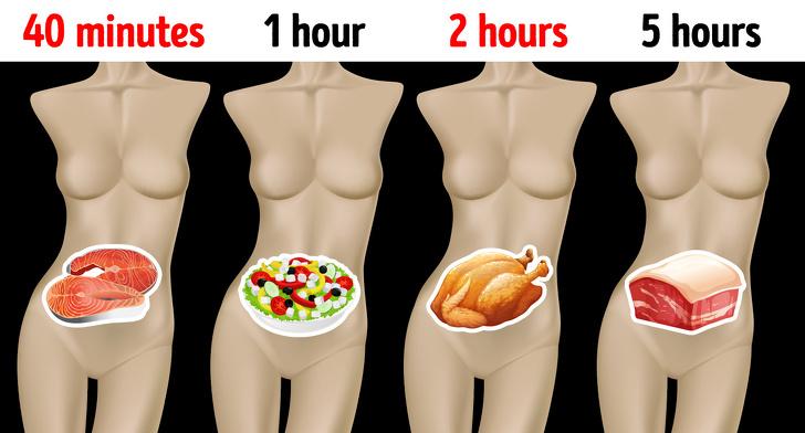 How Long Different Foods Take to Digest and Why It’s Important to Know